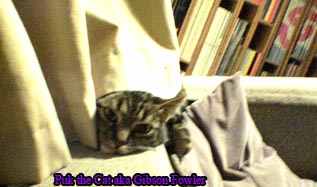 ghettocat